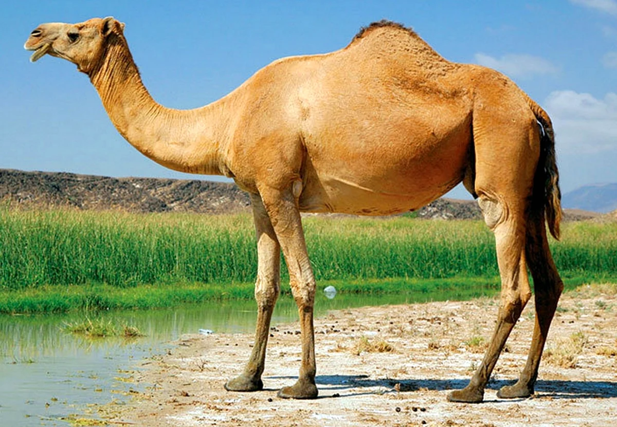 Одногорбый верблюд дромедар. Картинка