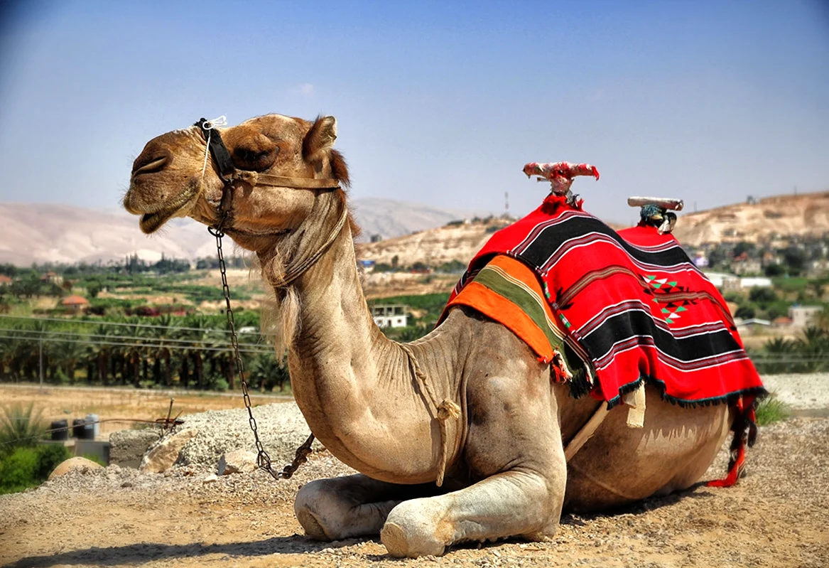 Одногорбый верблюд Египта. Картинка