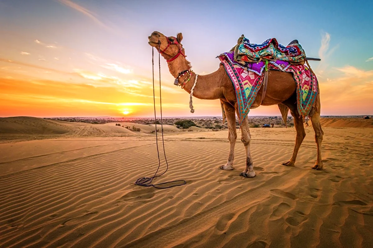 Одногорбый верблюд ОАЭ. Картинка