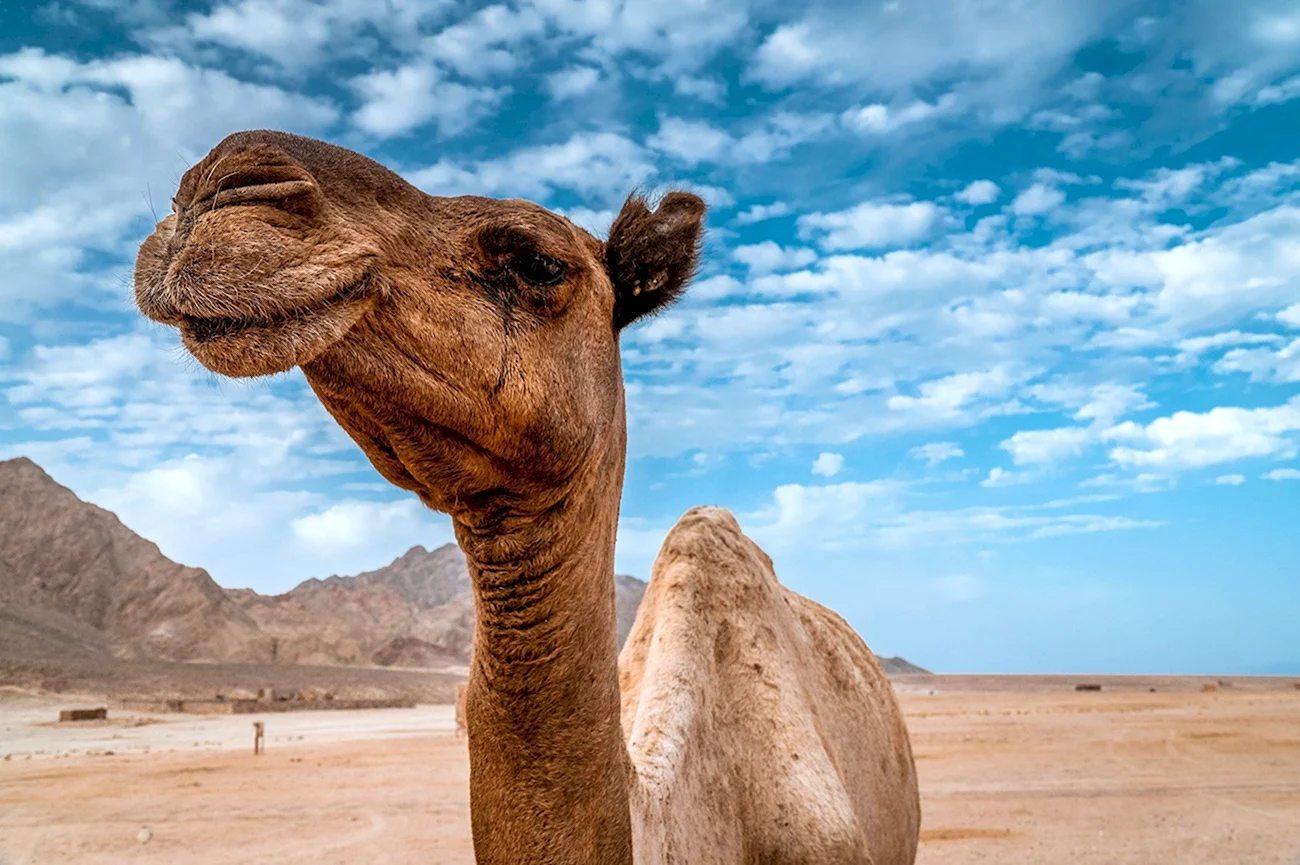 Одногорбый верблюд в сахаре. Картинка