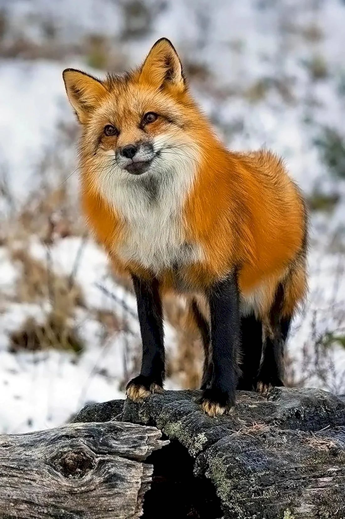 Огнёвка Вятская лиса. Красивые картинки животных