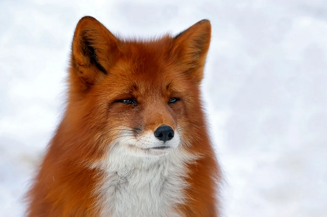 Огнёвка Вятская лиса. Красивые картинки животных