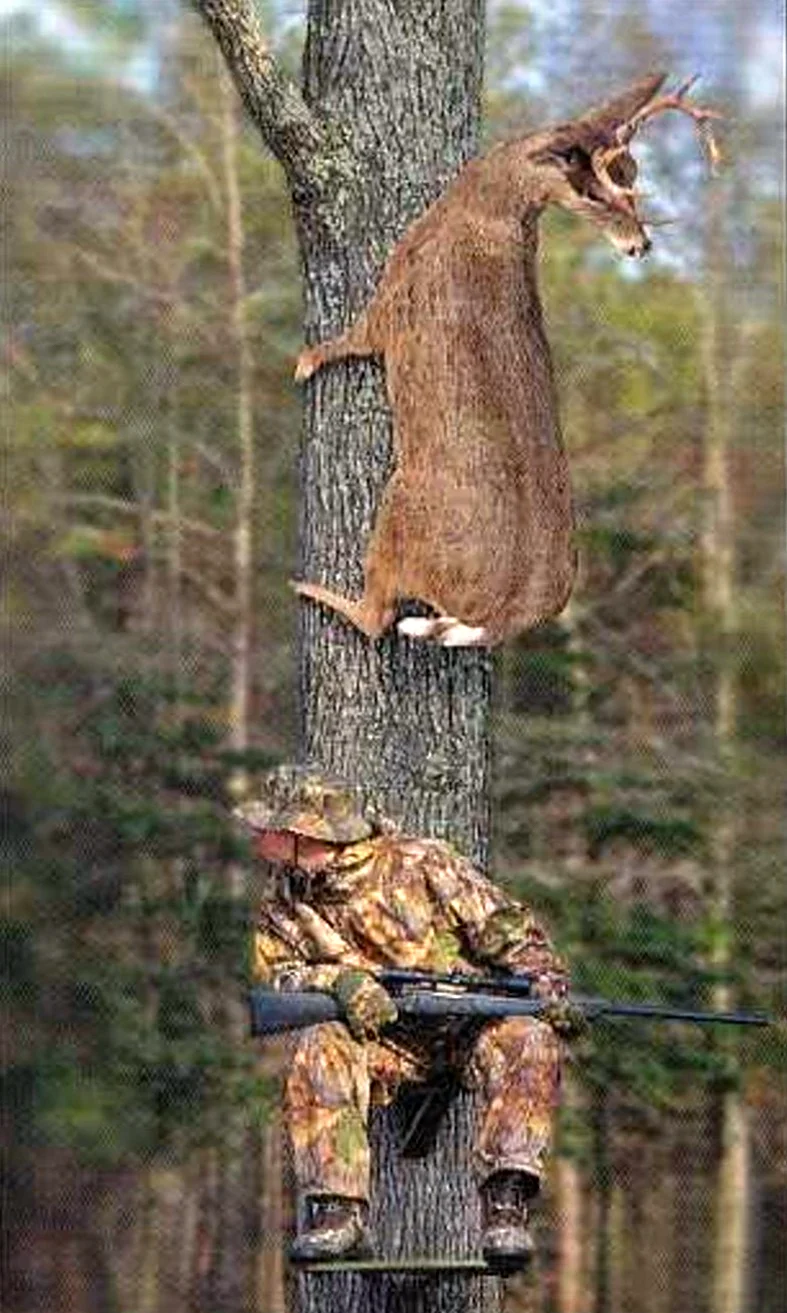 Охотник на дереве. Картинка