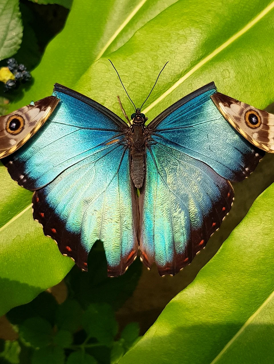 Оливковая ЭКОФОРА бабочка. Красивое животное