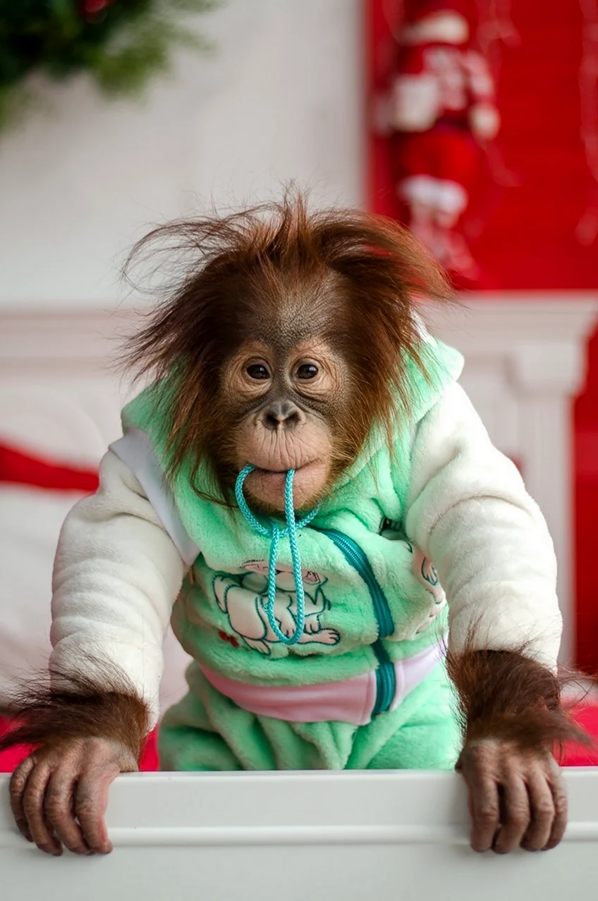 Орангутан малыш. Красивое животное