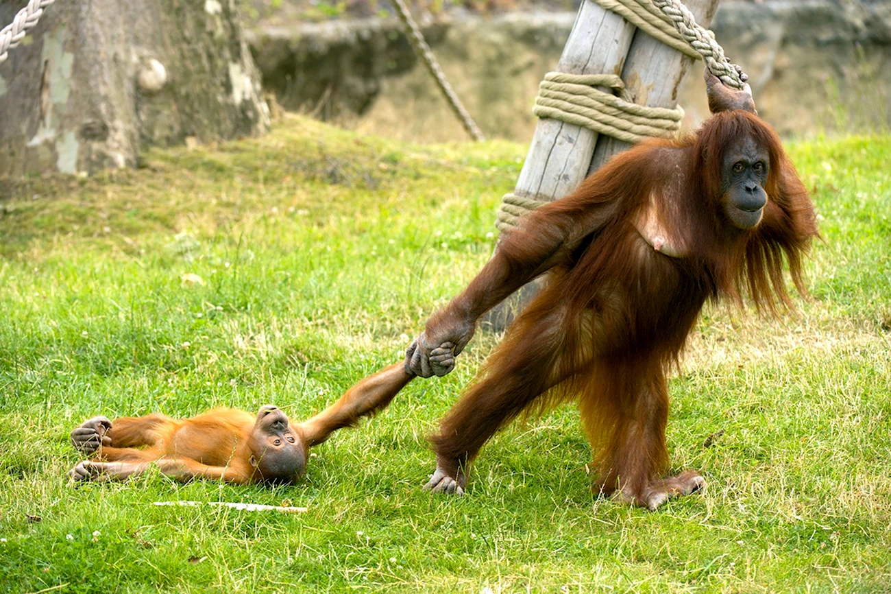 Орангутанг смешной. Прикольная картинка