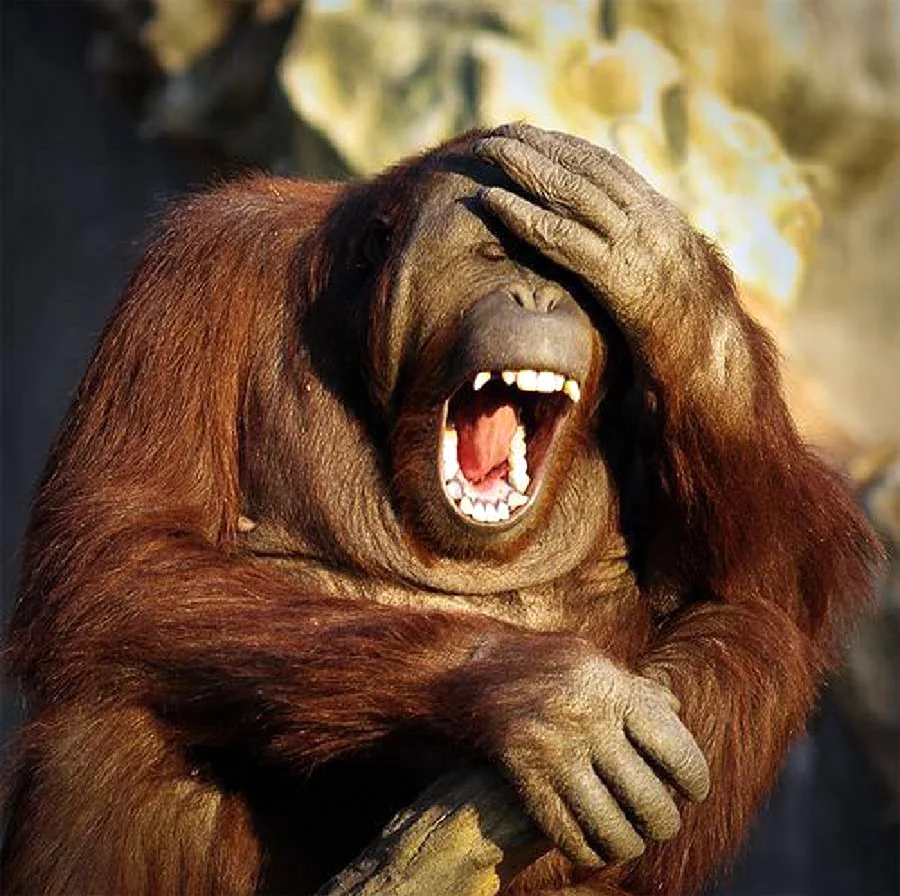 Орангутанг зевает. Красивое животное