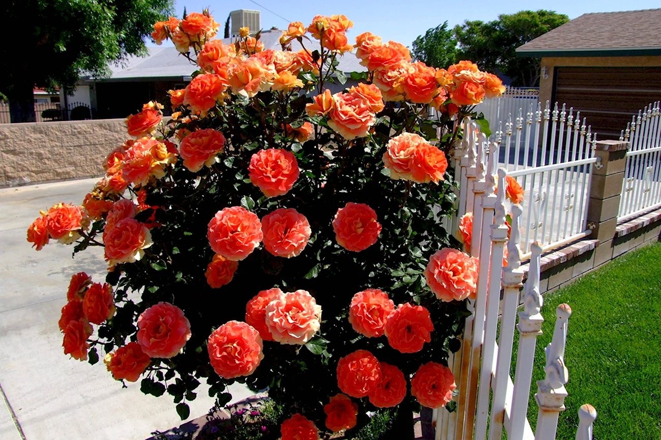Оранж Мейландина роза плетистая. Красивая картинка