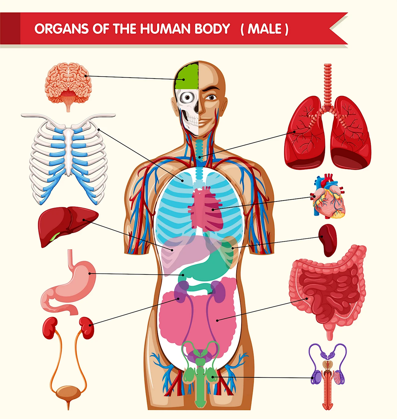 Органы человека. Картинка