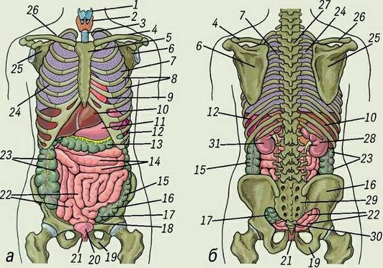 Органы человека расположение вид спереди. Картинка