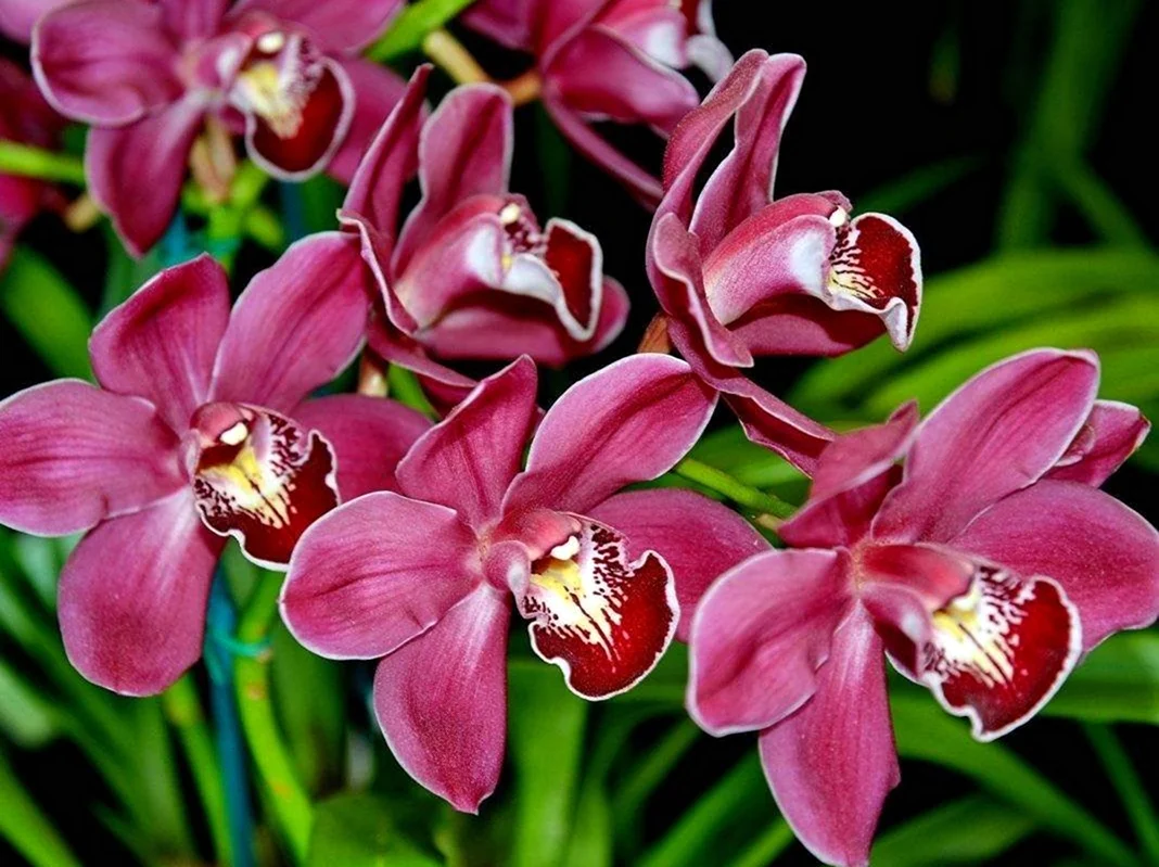 Орхидеи. Красивая картинка