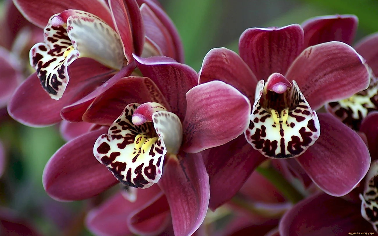 Орхидея Блэк фейс. Красивая картинка
