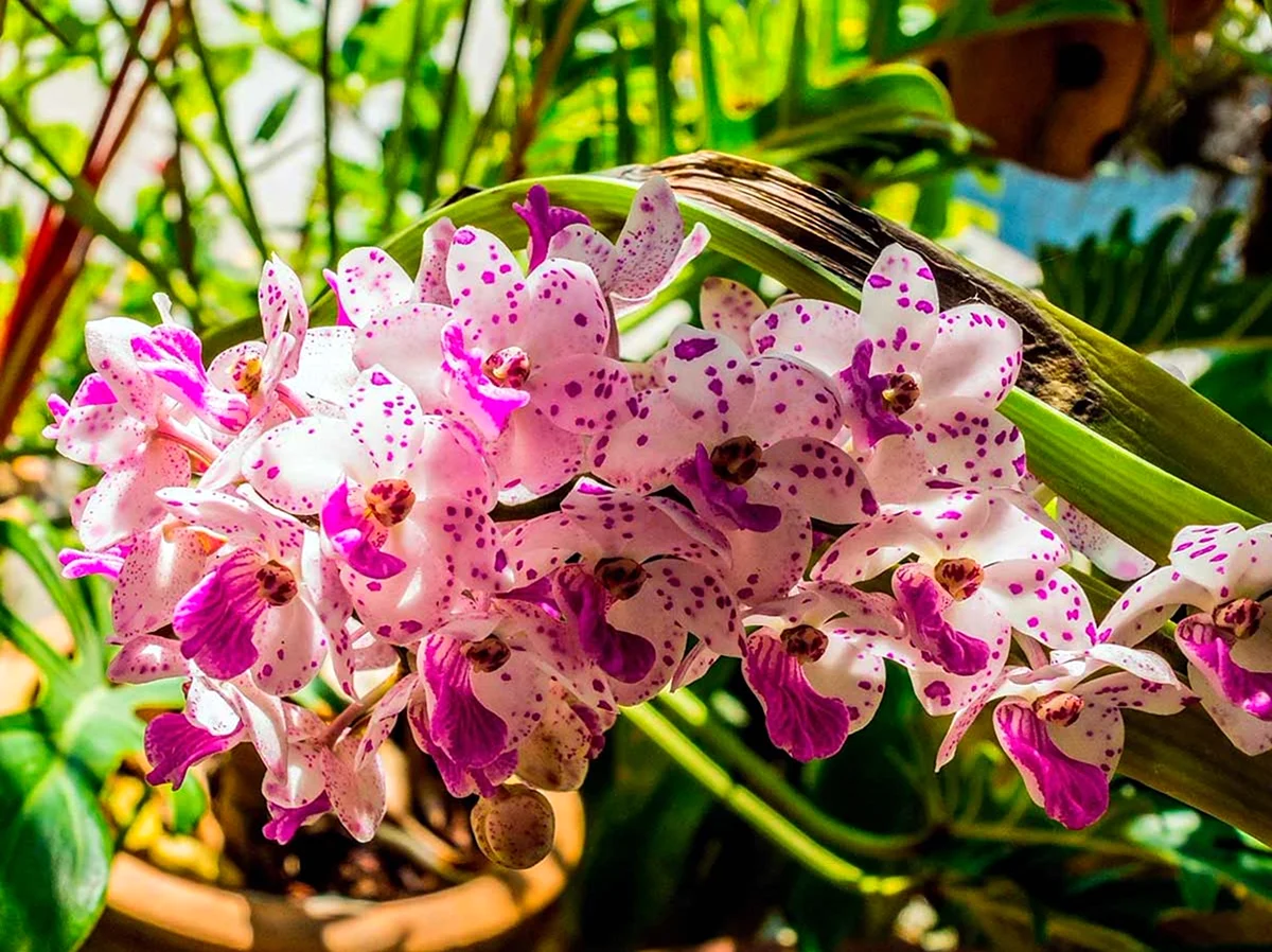 Орхидея Дендробиум Ванда. Красивая картинка