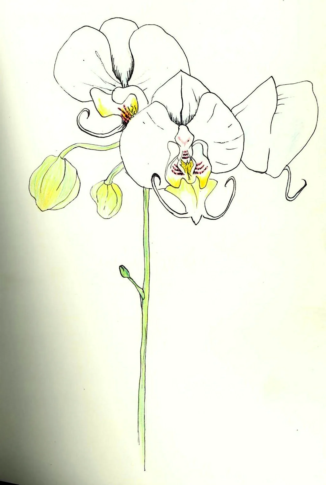 Орхидея для срисовки. Для срисовки