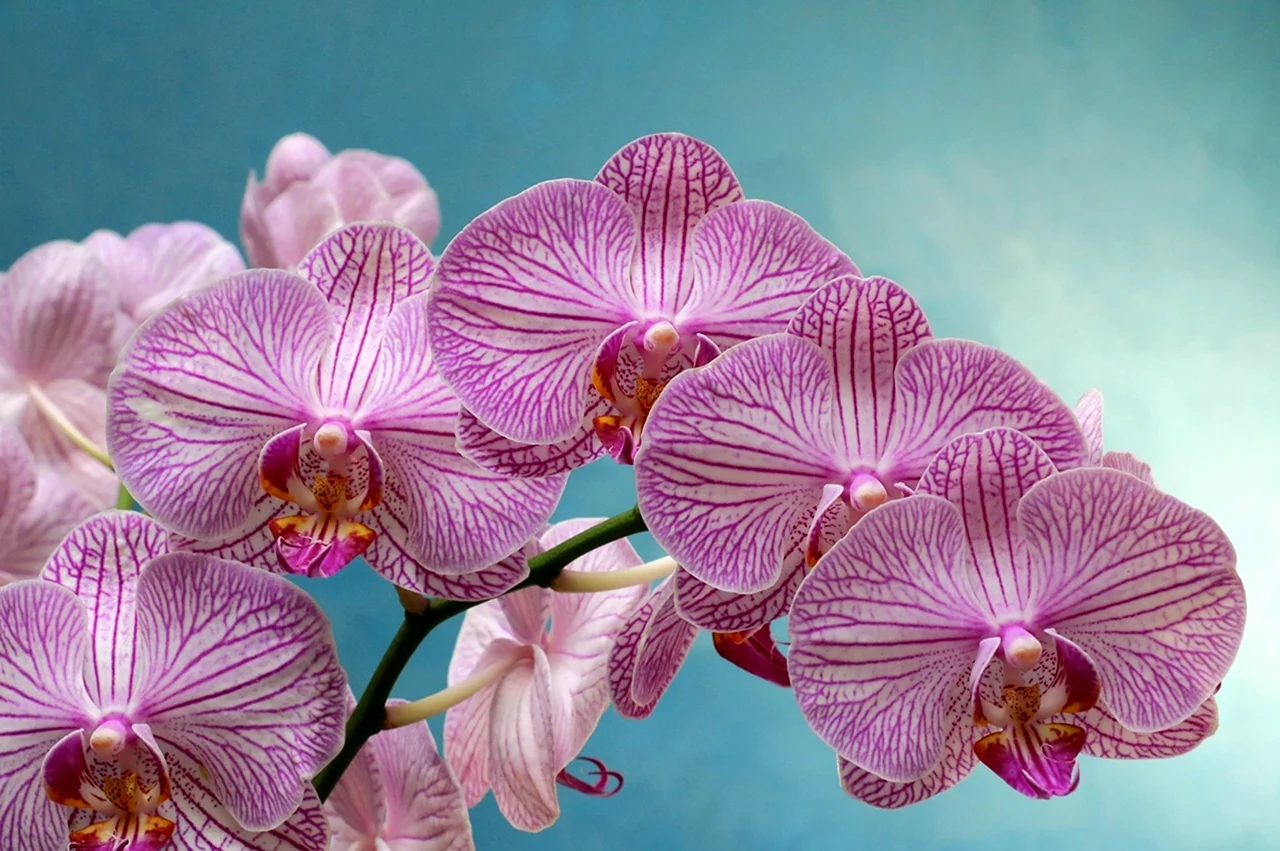 Орхидея Элеганс. Красивая картинка