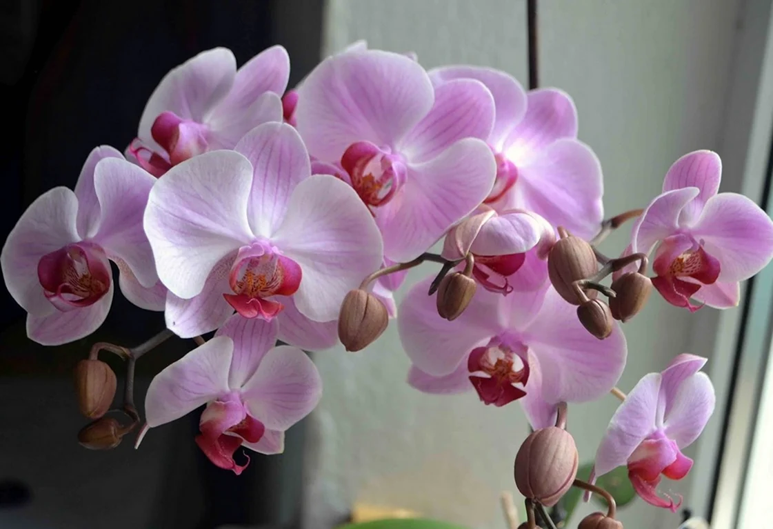 Орхидея фаленопсис. Красивая картинка