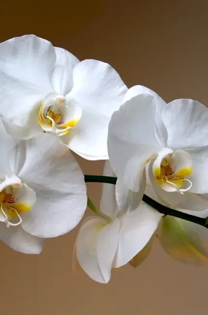 Орхидея фаленопсис белая. Картинка