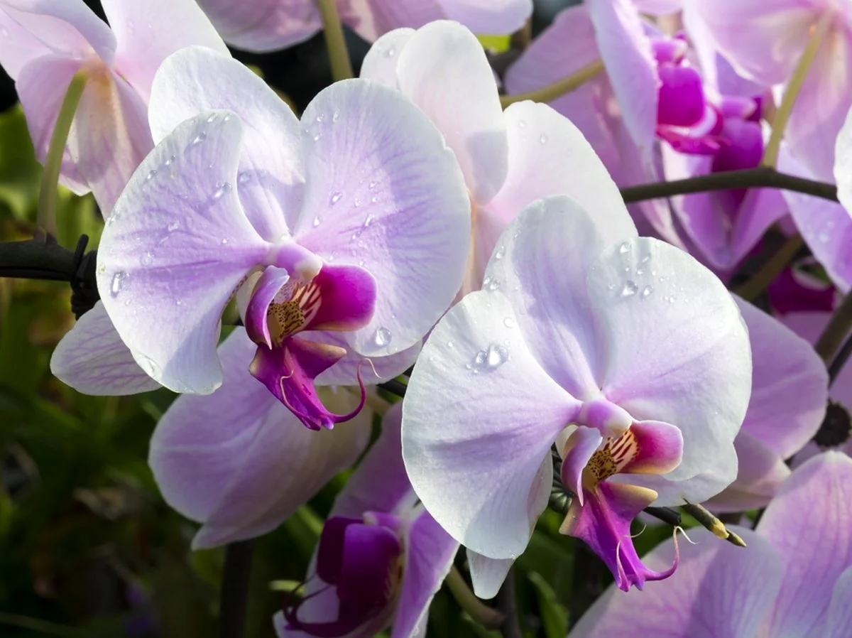 Орхидея фаленопсис Dame bla. Красивая картинка