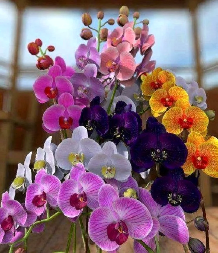 Орхидея фаленопсис голубая. Красивая картинка