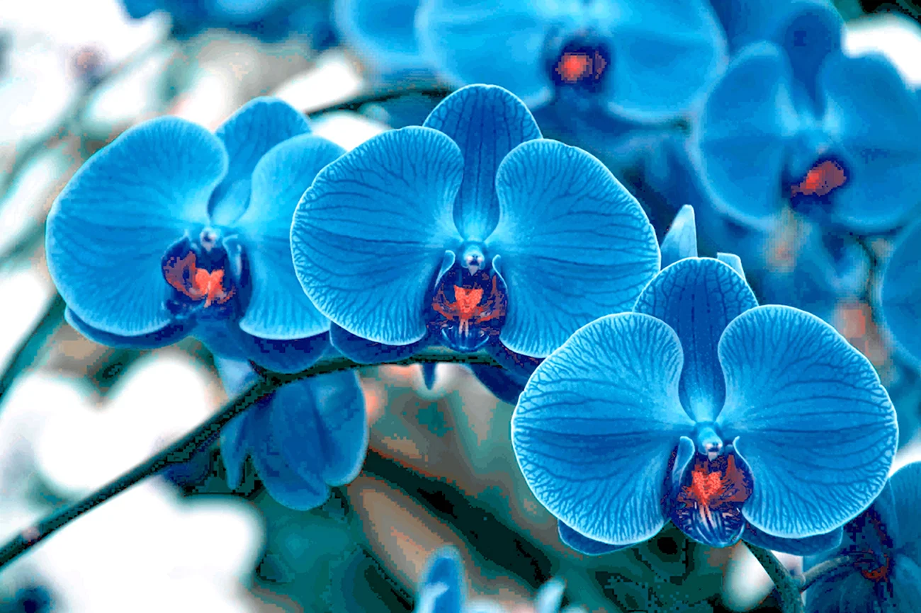 Орхидея фаленопсис голубая. Красивая картинка