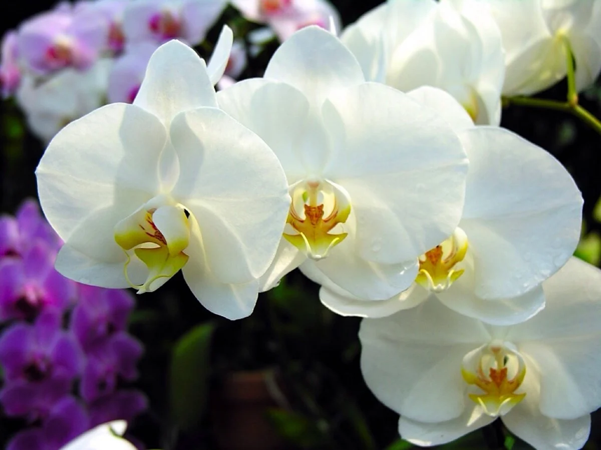 Орхидея фаленопсис Келлион. Красивая картинка
