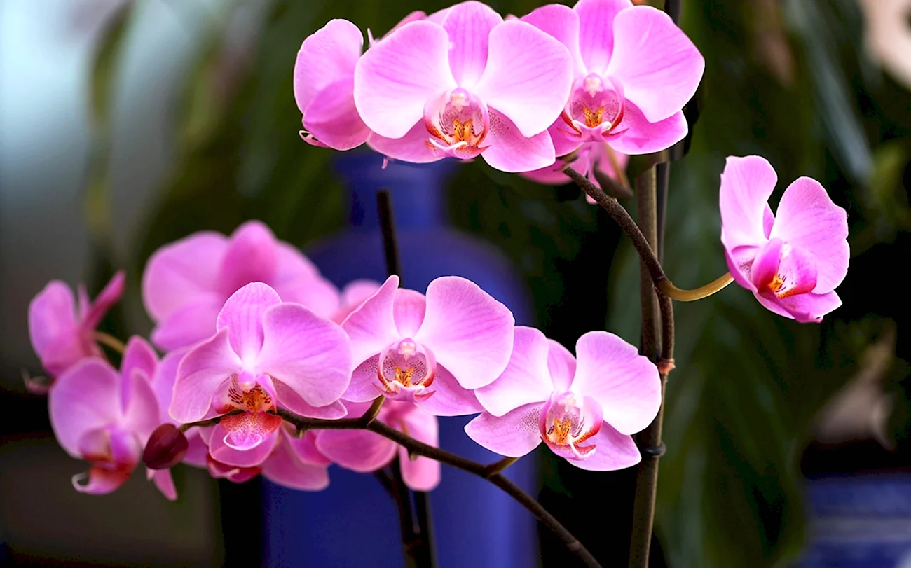 Орхидея фаленопсис Монако. Красивая картинка