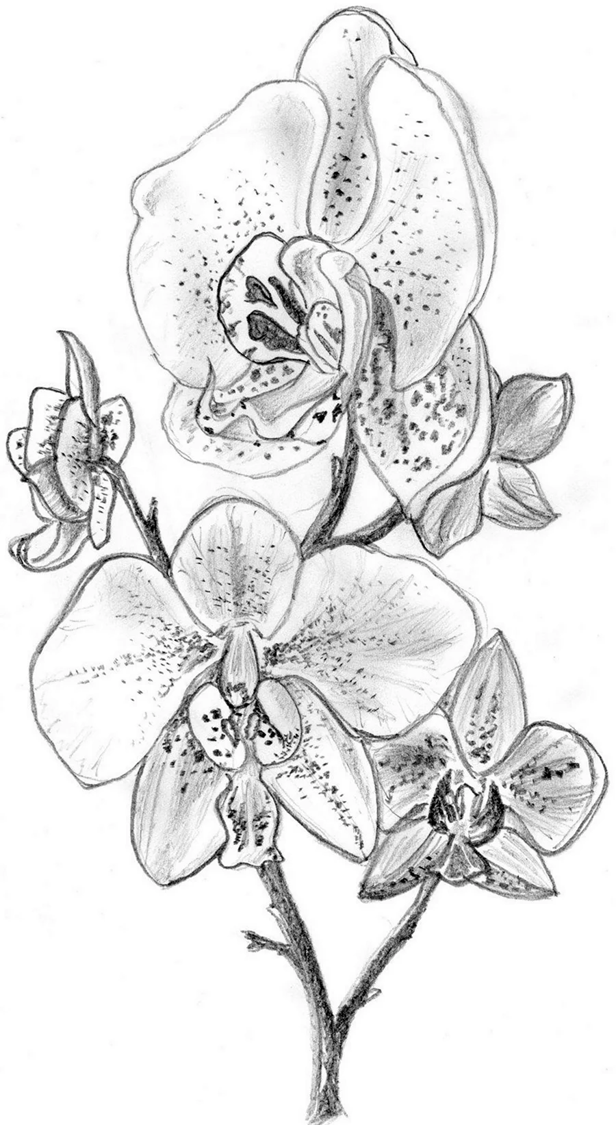 Орхидея карандашом. Для срисовки