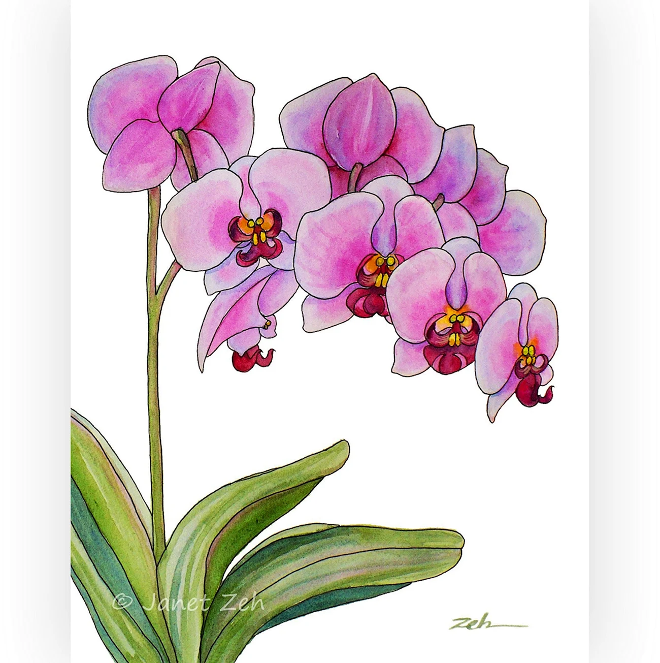 Орхидея маркерами. Для срисовки