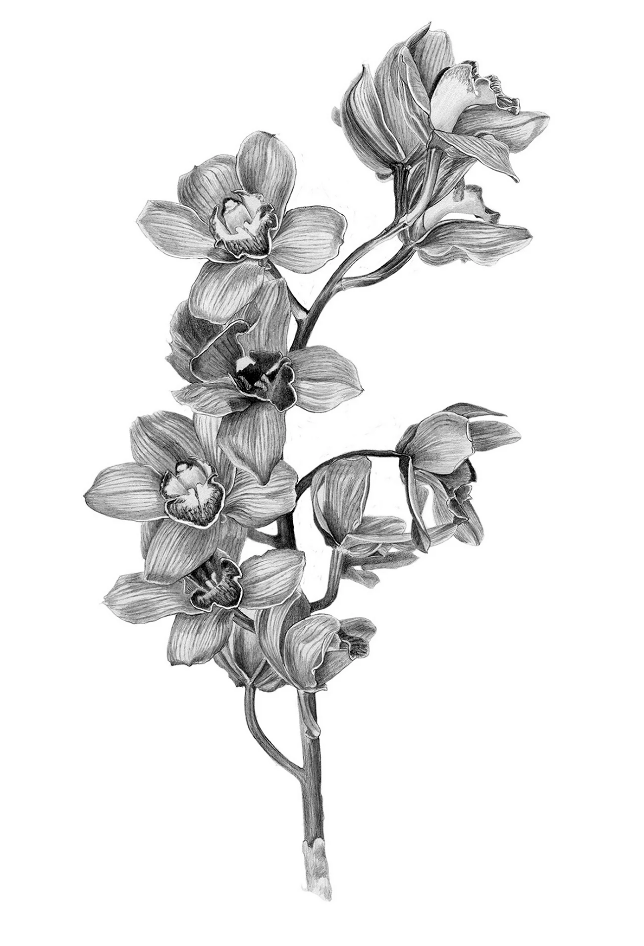 Орхидея набросок. Для срисовки