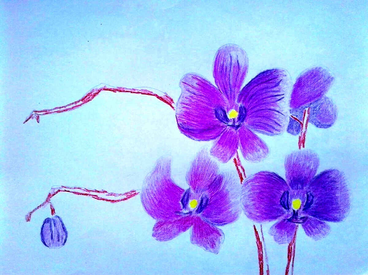 Орхидея нарисовать ребенку. Для срисовки