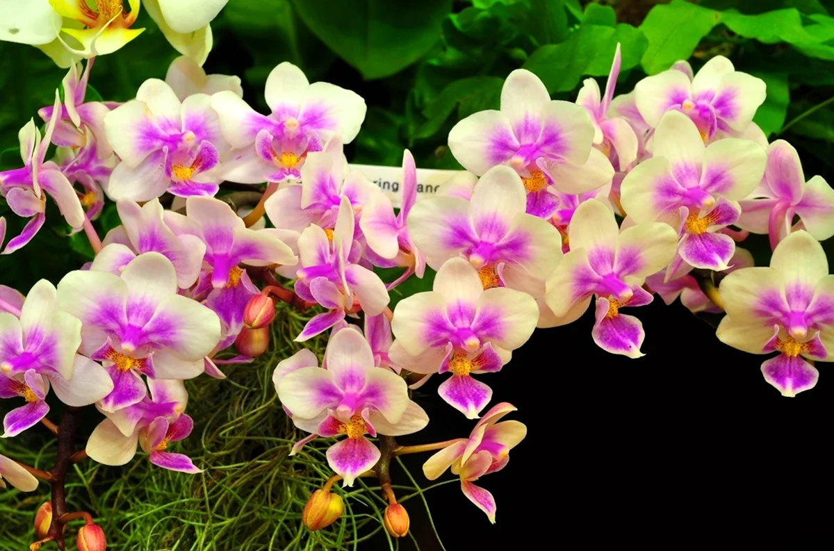 Орхидея остролистная. Красивая картинка