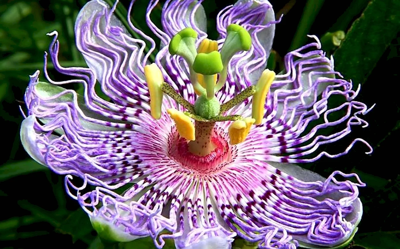Орхидея пассифлора. Красивая картинка