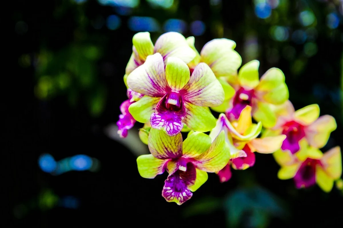 Орхидея Пиниф. Красивая картинка