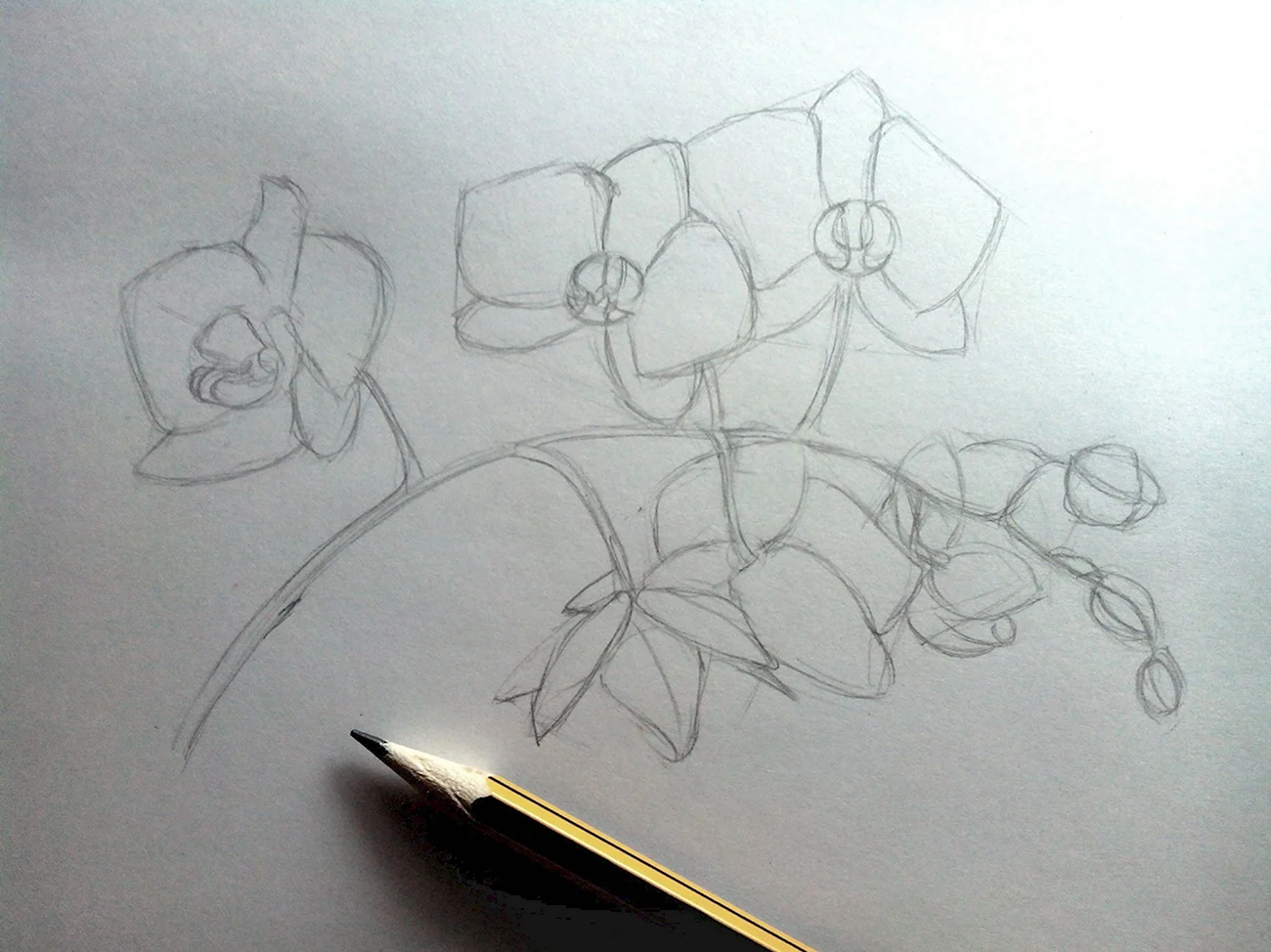 Орхидея поэтапное рисование. Для срисовки