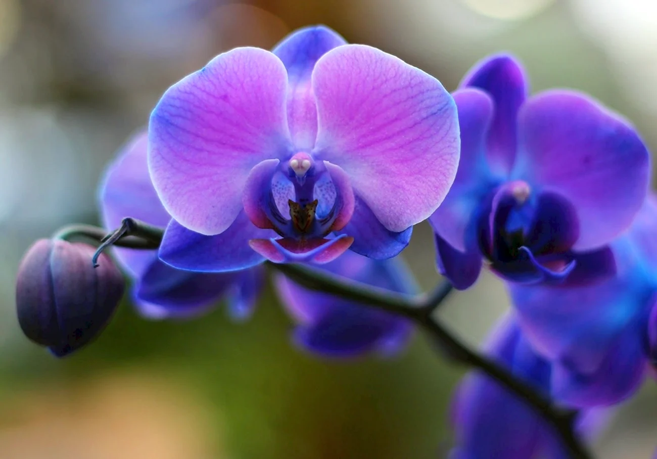 Орхидея Purple Mirach. Красивая картинка
