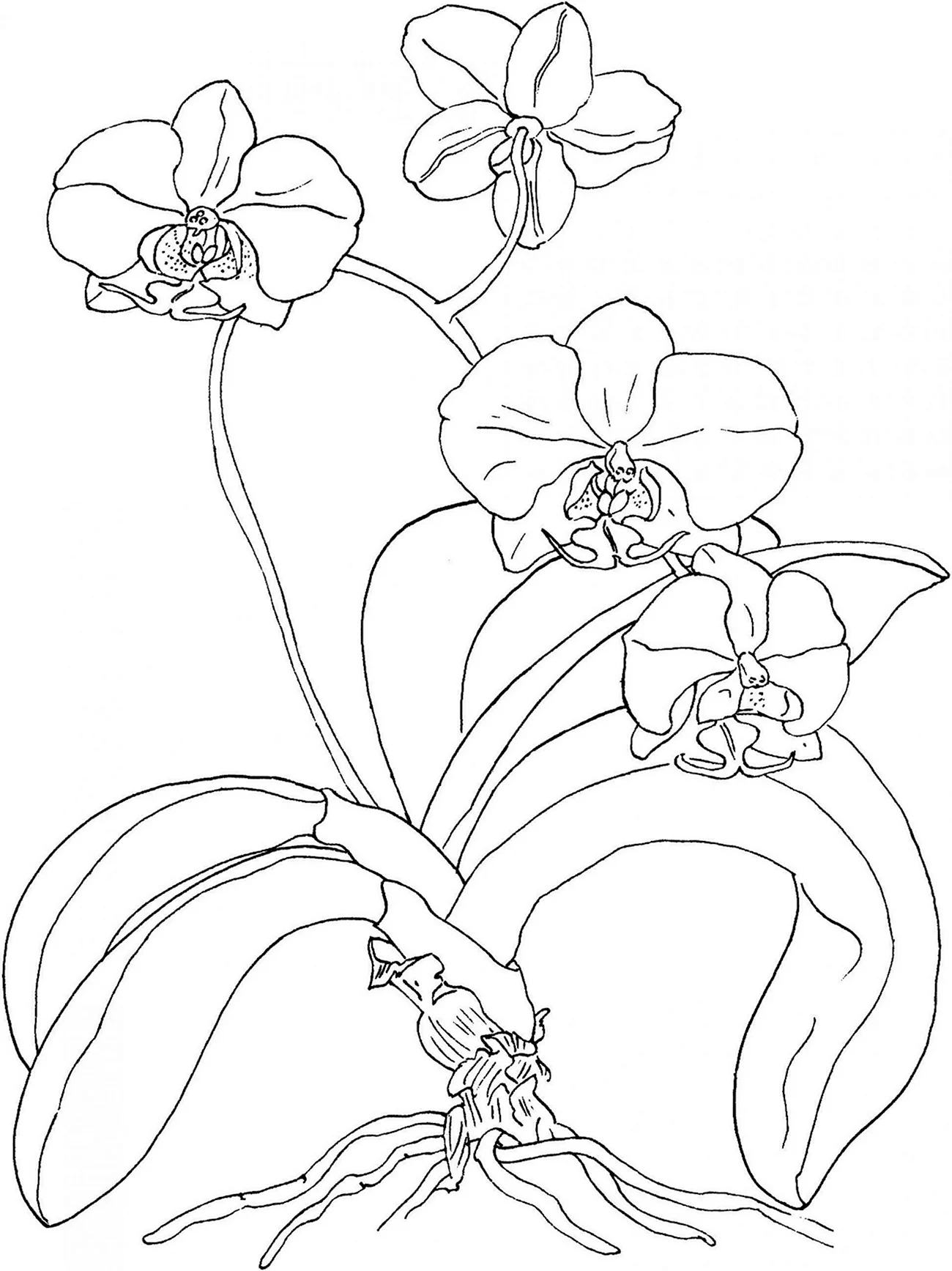 Орхидея раскраска. Для срисовки