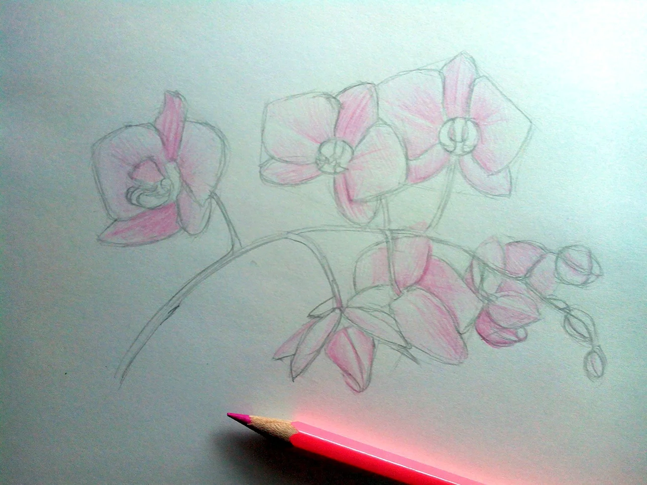 Орхидея рисование поэтапно. Для срисовки