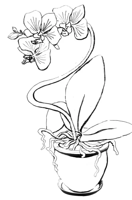 Орхидея рисунок. Для срисовки