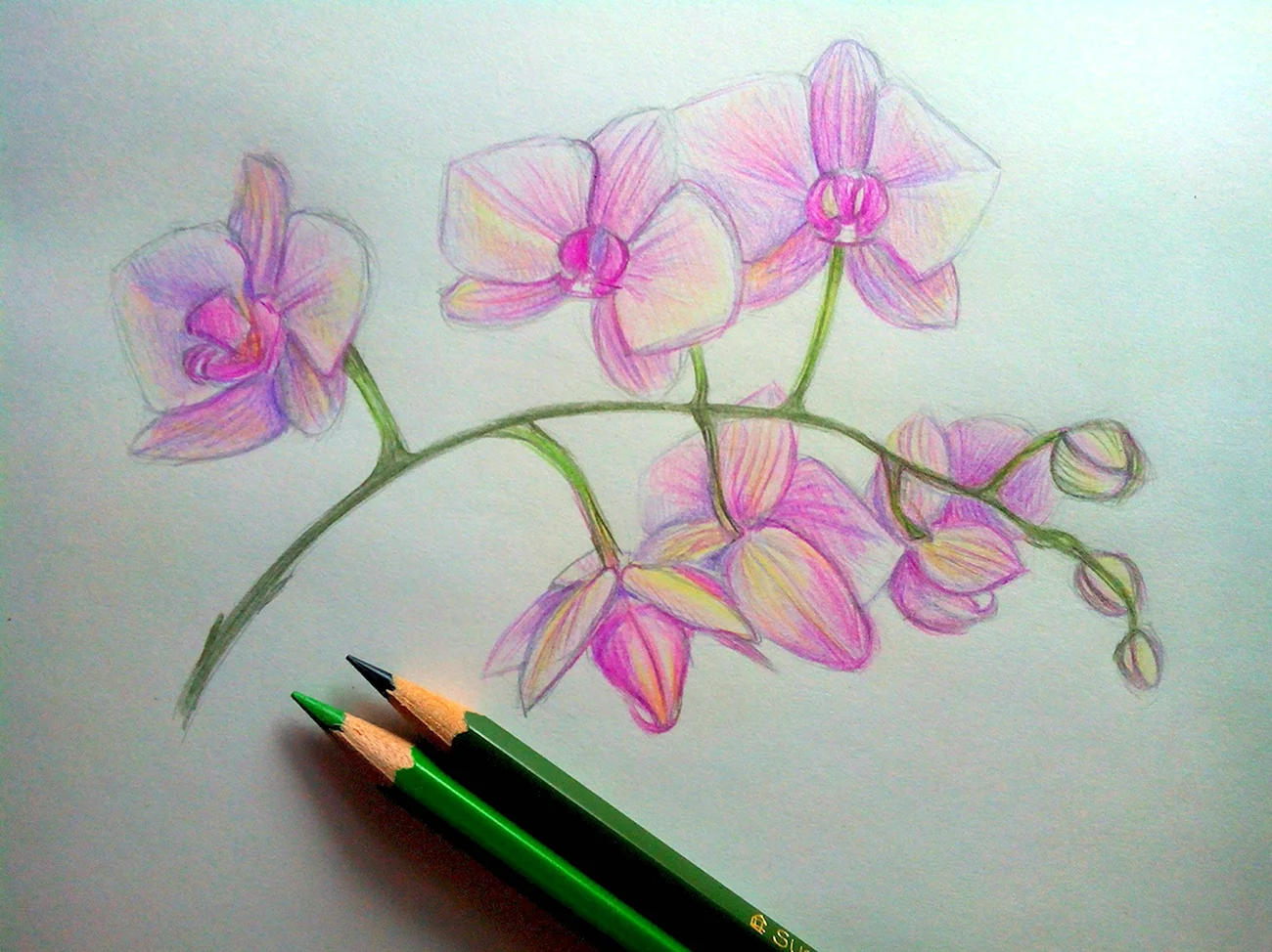 Орхидея рисунок карандашом. Для срисовки