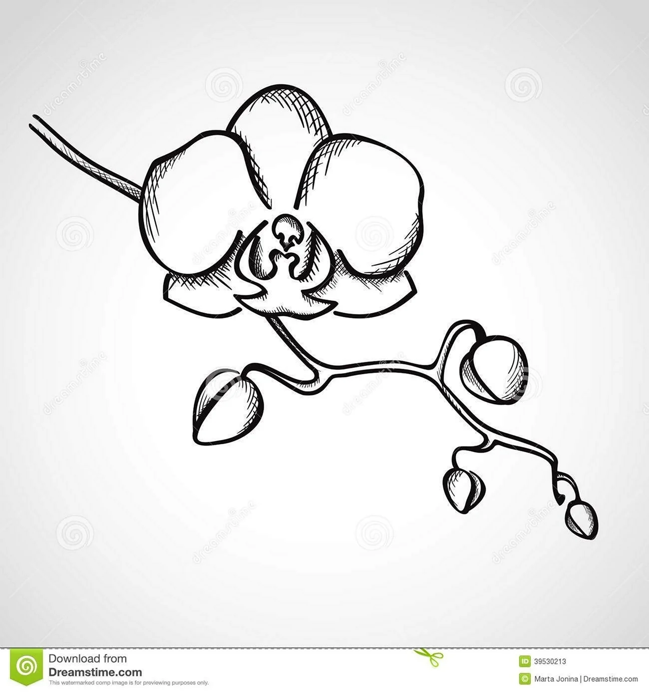 Орхидея рисунок легкий. Для срисовки