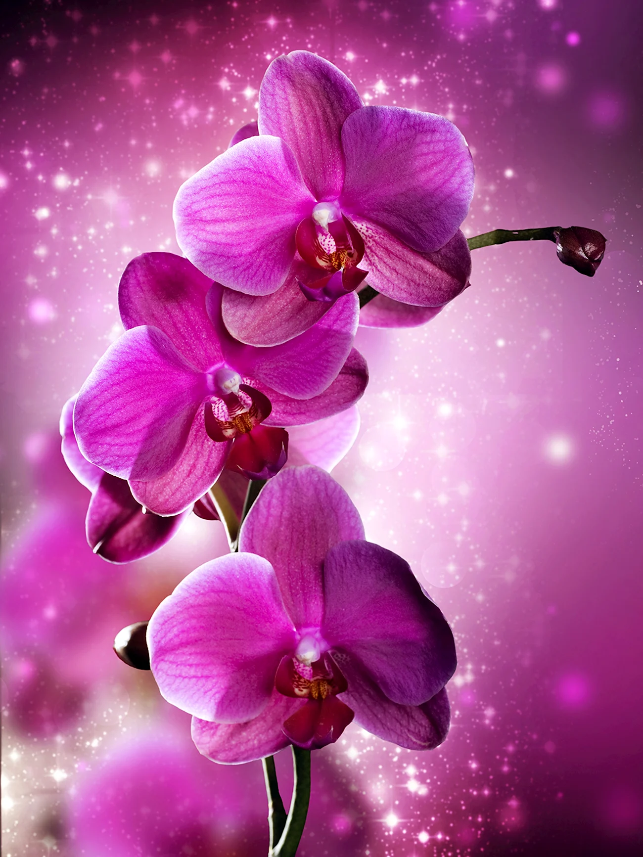 Орхидея розовая. Красивая картинка
