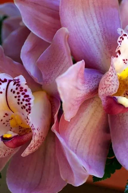 Орхидея саммер Бриз. Красивая картинка