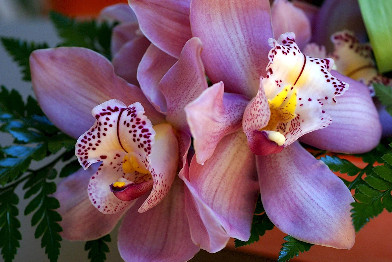Орхидея саммер Бриз. Красивая картинка