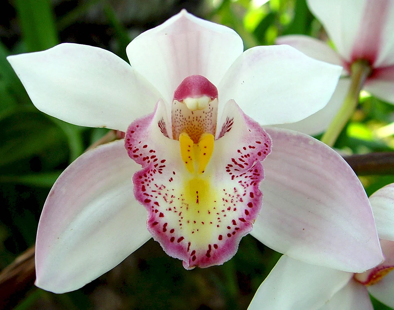 Орхидея Шэньчжэнь-Нонгке. Красивая картинка
