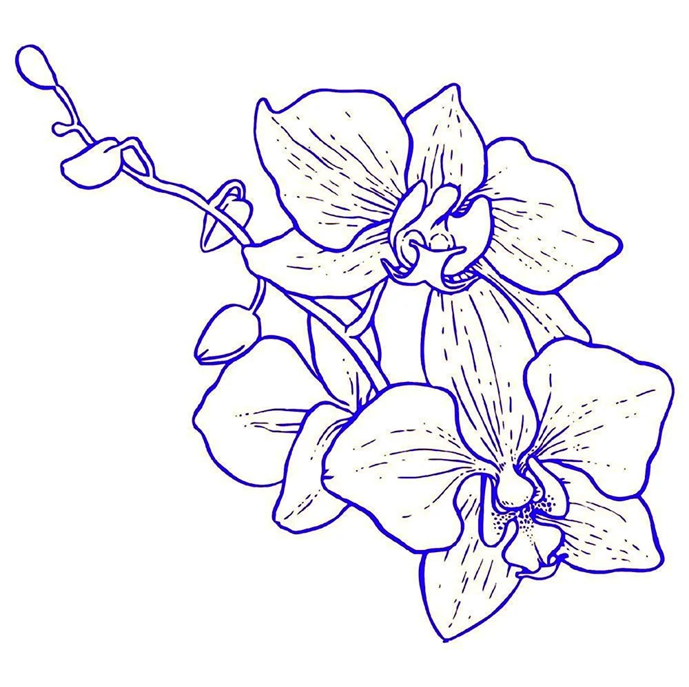 Орхидея Цимбидиум контур. Для срисовки