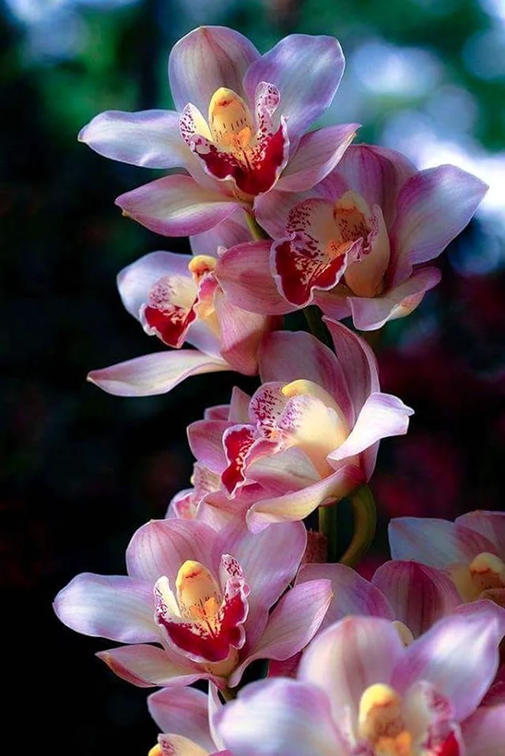 Орхидея Цимбидиум синяя. Красивая картинка