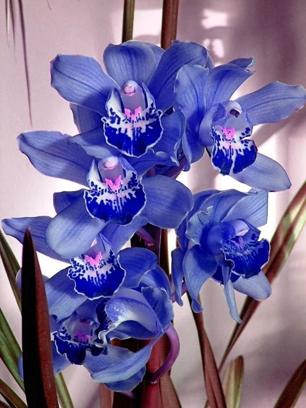Орхидея Цимбидиум синяя. Красивая картинка