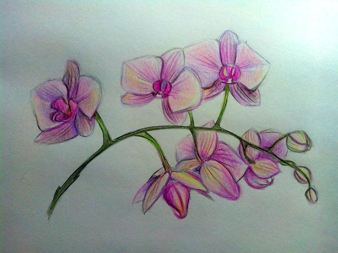 Орхидея цветными карандашами. Для срисовки