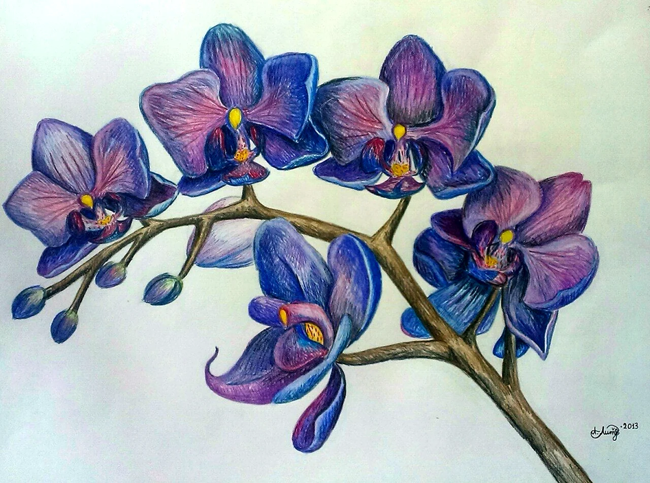 Орхидея цветными карандашами. Для срисовки