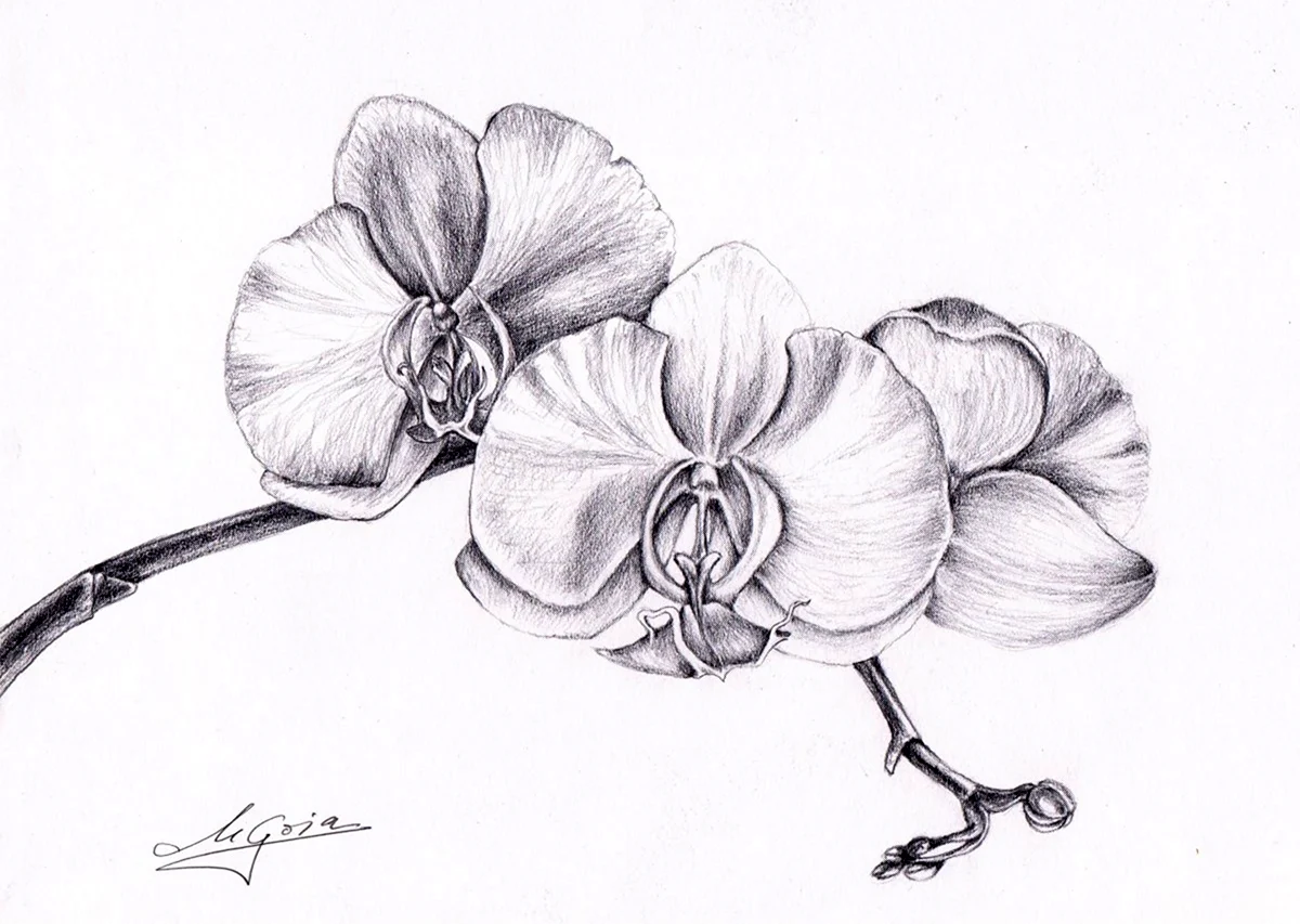Орхидея зарисовка. Для срисовки